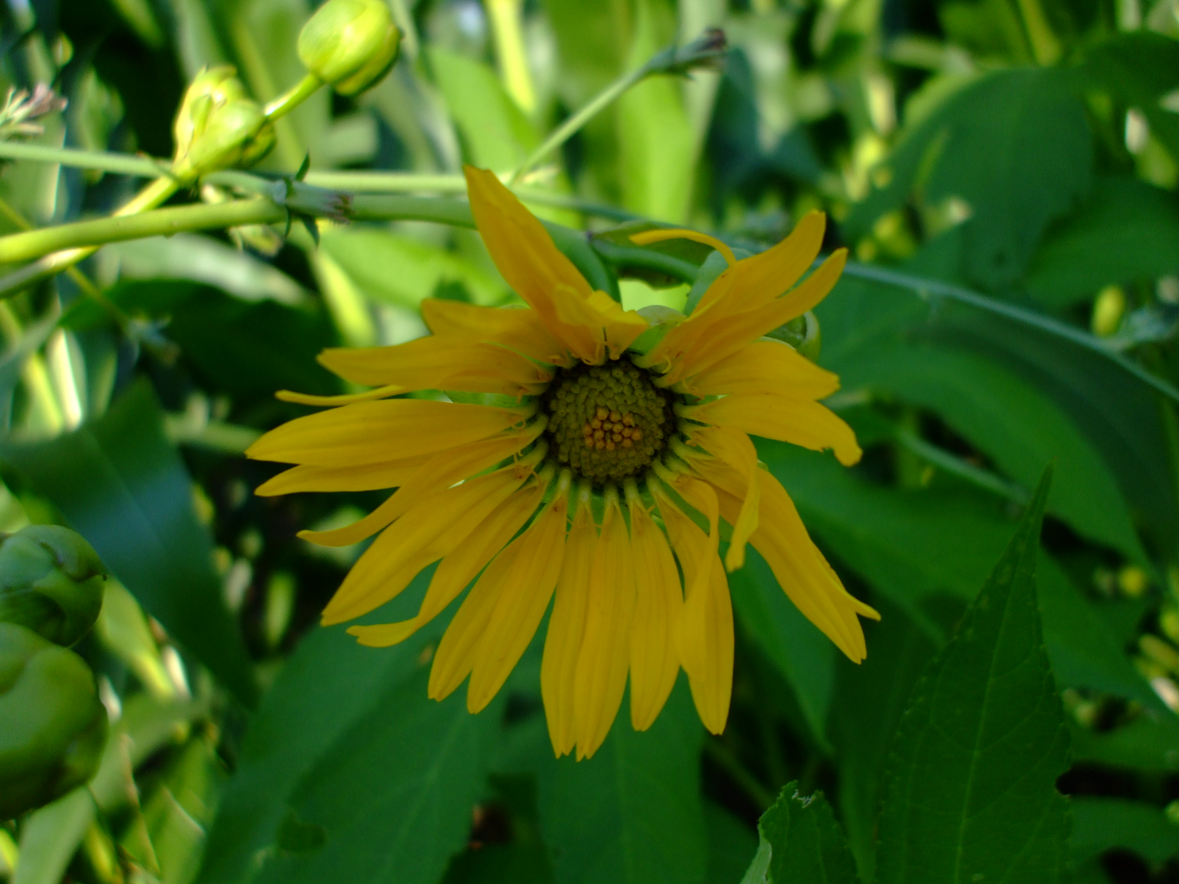 Silphium terebinthinaceum